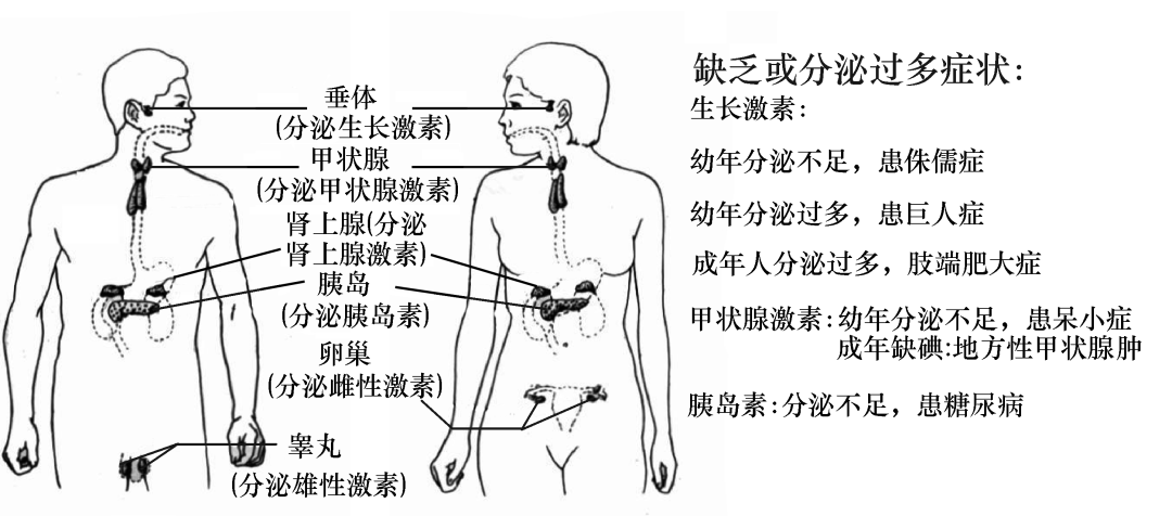 22关节的结构23人的生殖系统1)男性生殖系统结构和功能(2)女性生殖