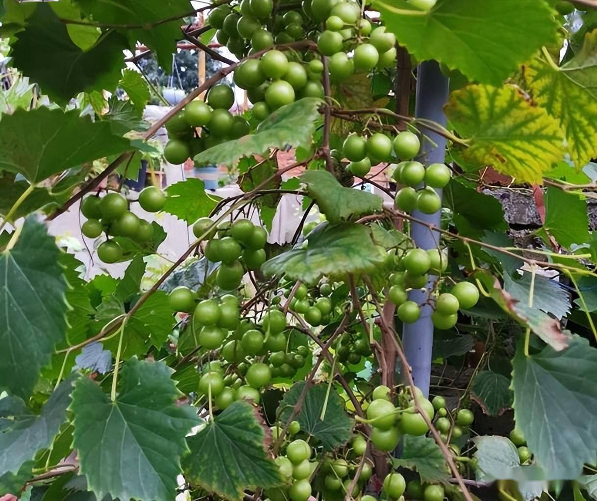 圆叶葡萄的特性与应用概况