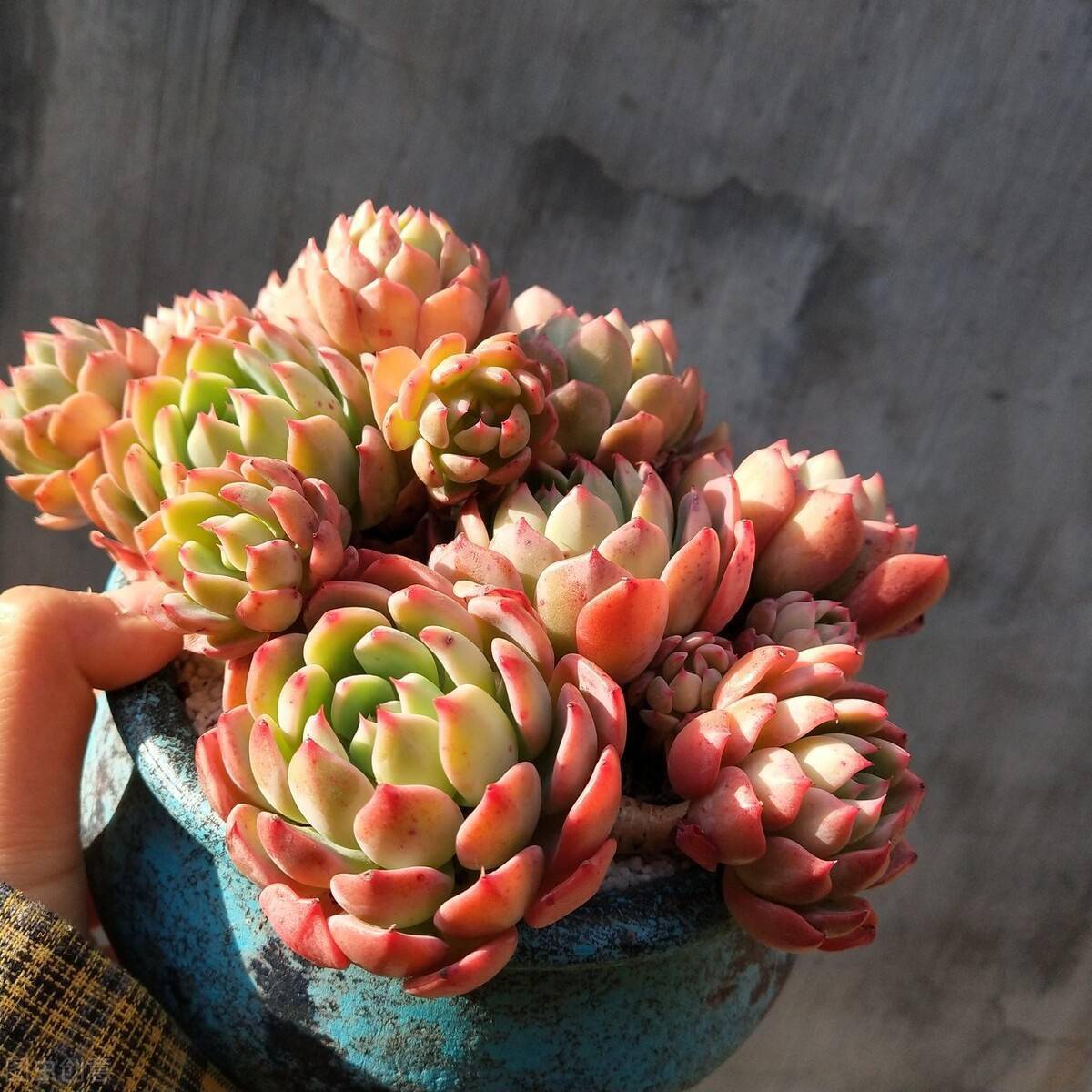 不想让多肉变成 夏必死 就提前做好3件事 老手都会未雨绸缪 植物 时间 虫子