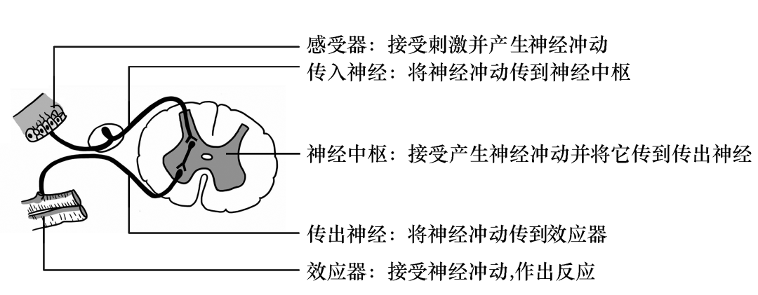 初中生物常考得会结构图25个