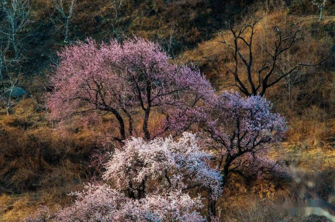图说赞皇杏花仙子凌空舞波浪坡上秀娇姿