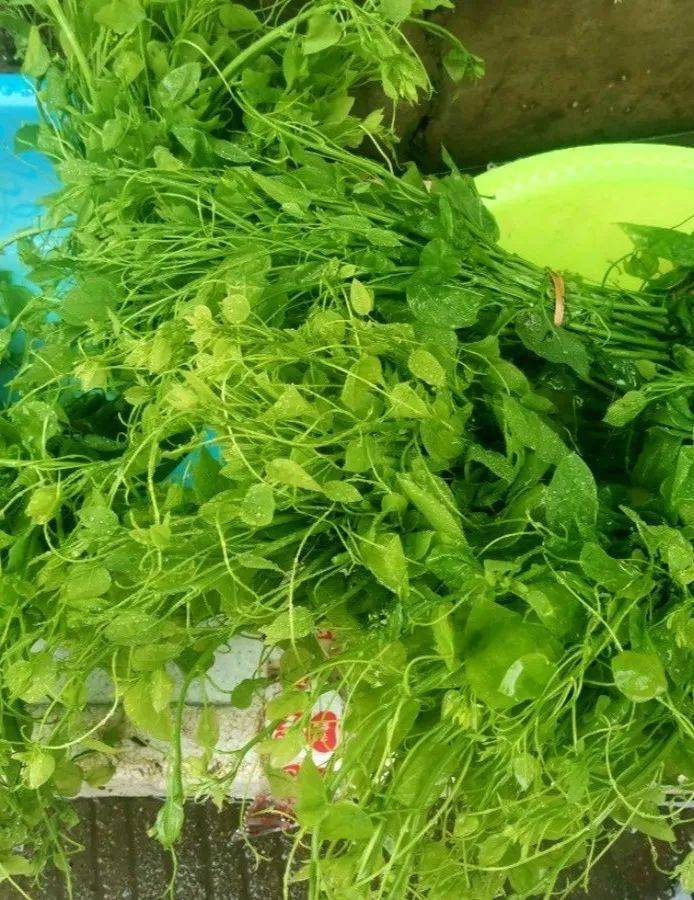 春食野菜正当时 崇左这些 舌尖上的美味 你尝过吗 市民 木棉花 农贸市场