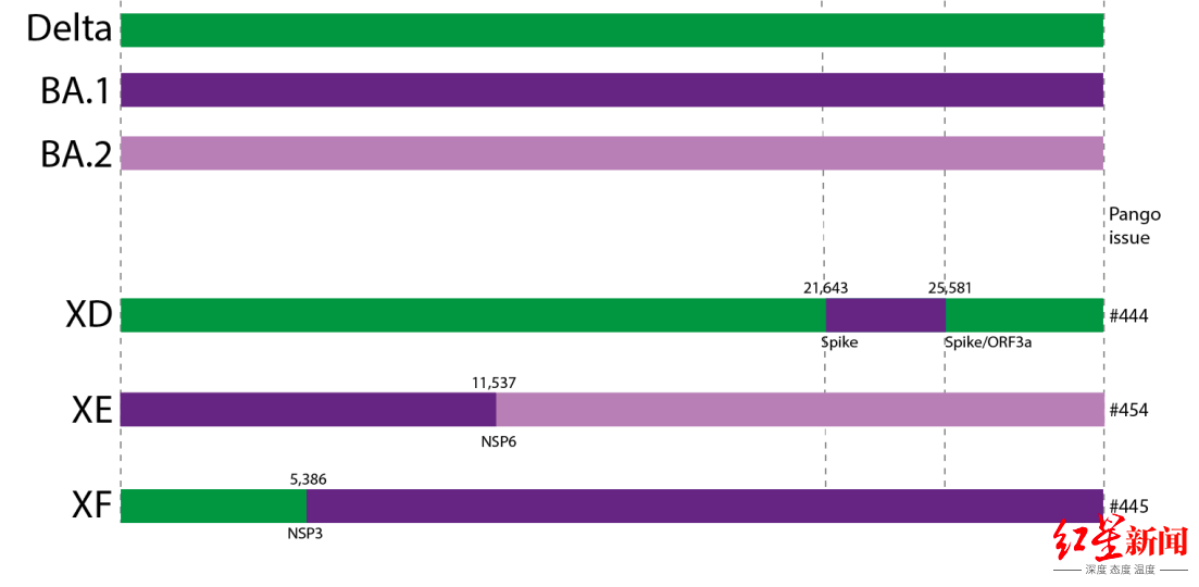 新冠病毒再出新变种XE，传播速度加快10%，英国已有637人确诊！还有XF和XD变体