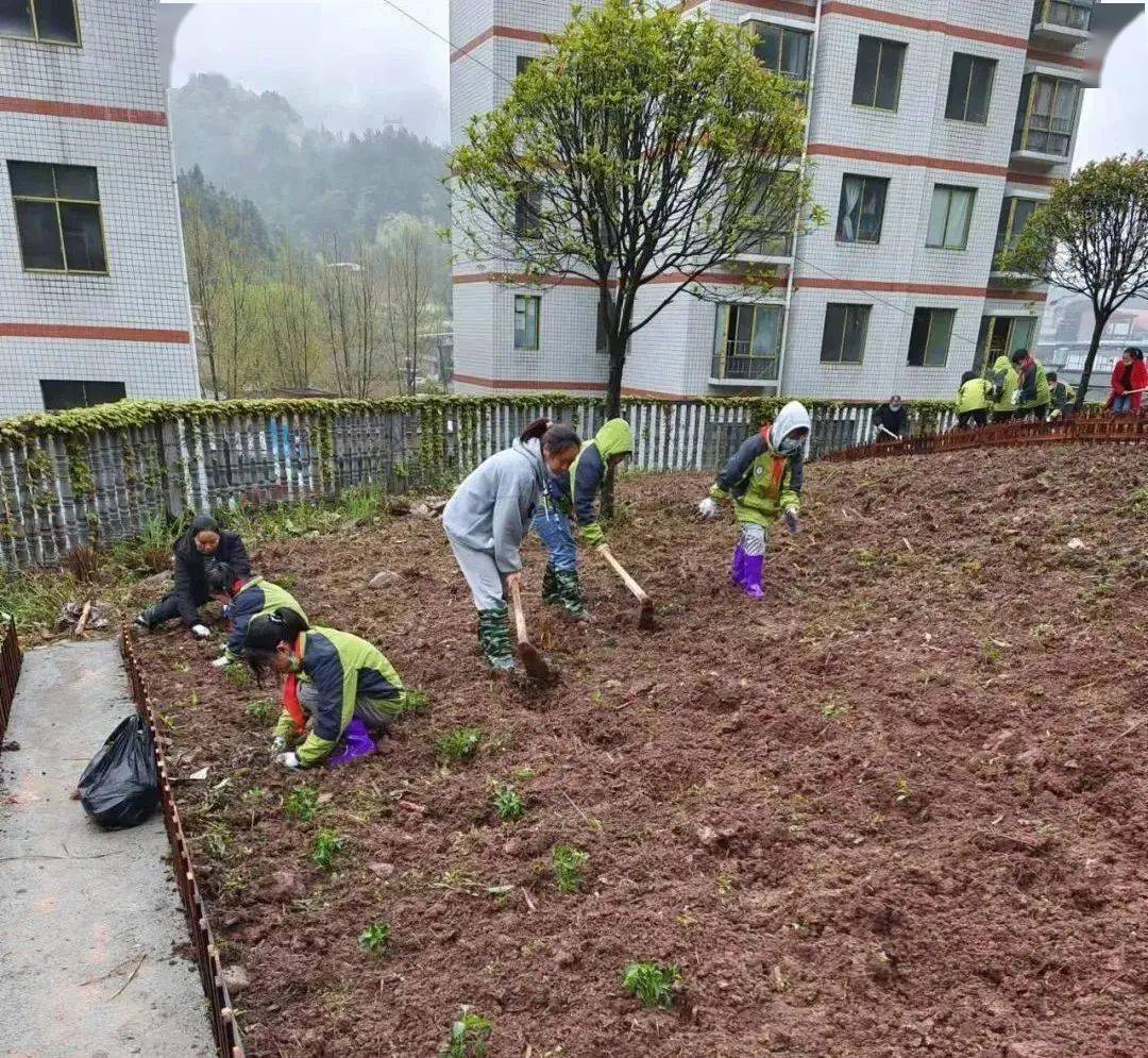 習水九小學生在學校菜園種菜這樣的實踐活動太棒了