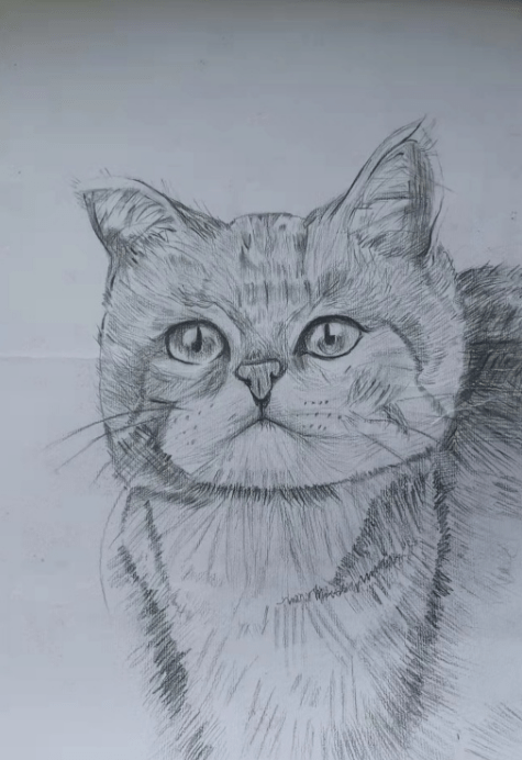 英短蓝猫绘画素描图片