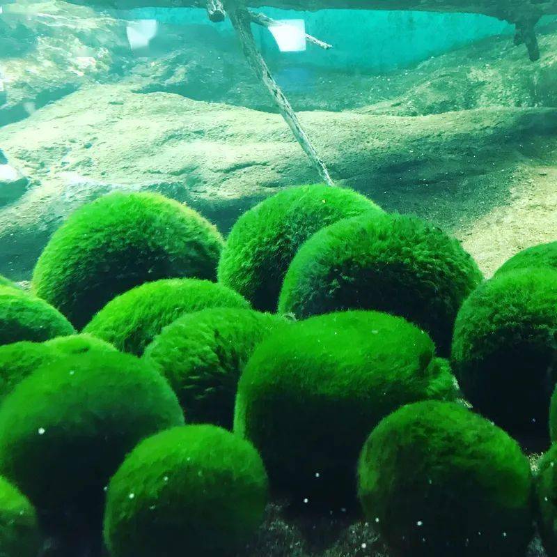 3月29日是绿球藻之日一起来体验阿寒湖之中毬藻的神奇疗愈魅力