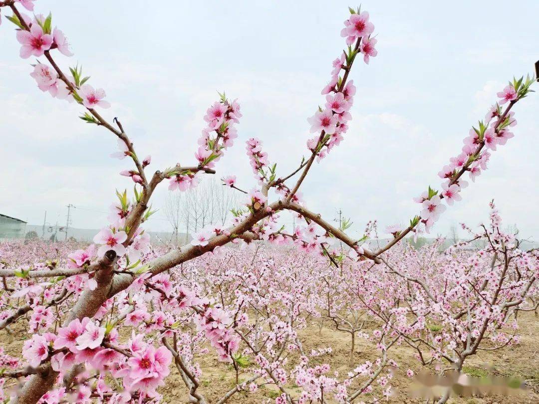 要火漢中有座桃花島讓人流連忘返您去過嗎