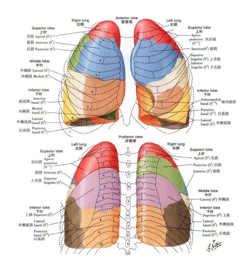 肺的分叶和分段详细图图片