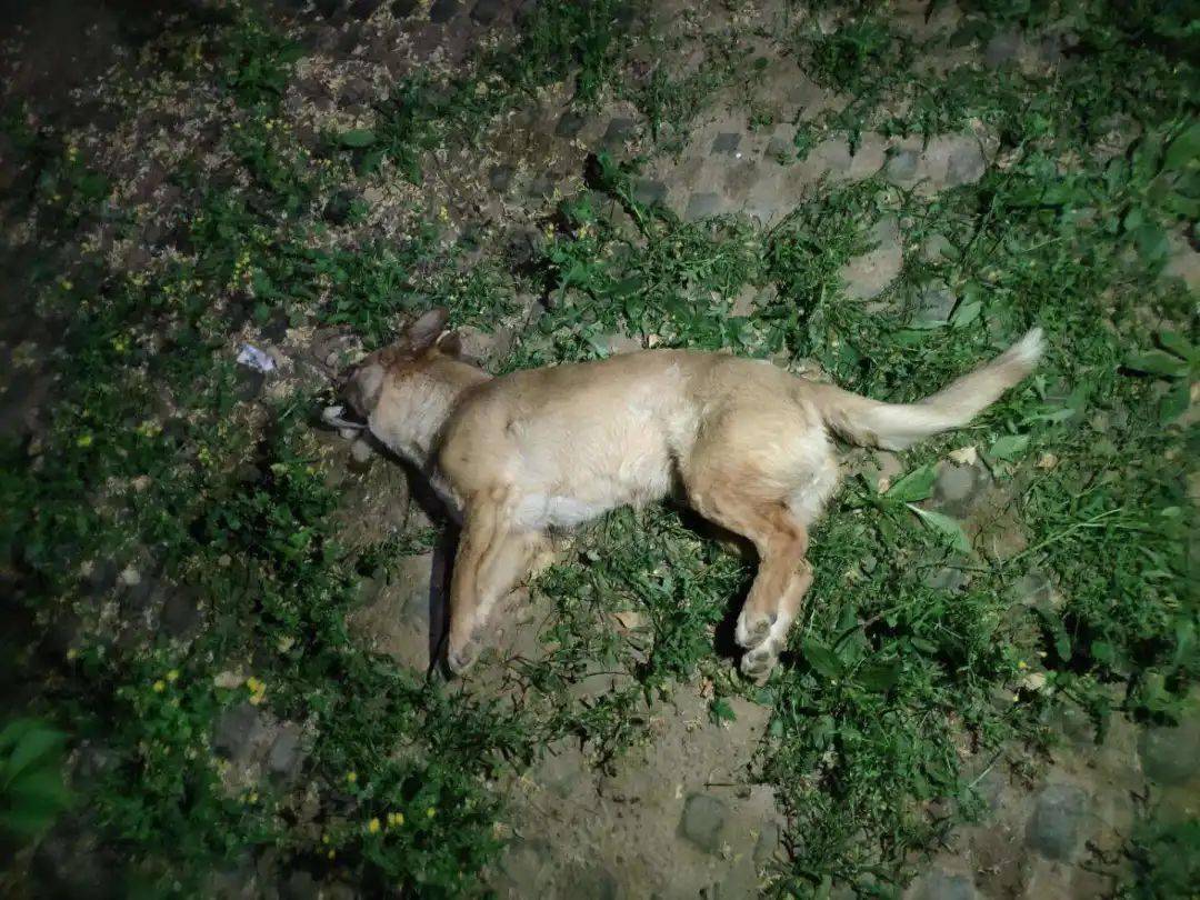 全球最長壽的狗去世 享年31歲 - RTHK