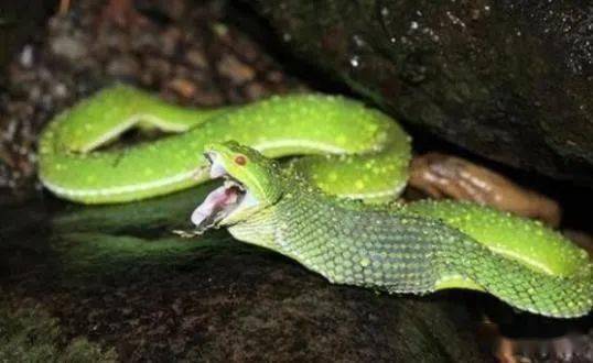 小竹叶青蛇毒性也大,福建一男子徒手捉青竹标幼蛇,很快中毒昏迷