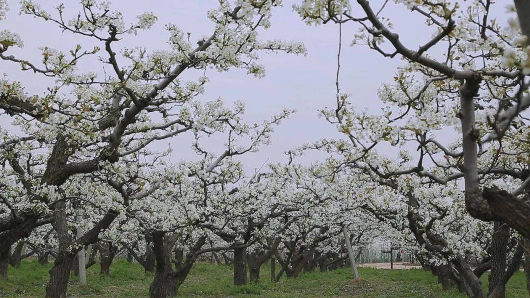 花開河北|我省梨花將由南到北陸續迎來賞花期_梨園_博野_梨樹