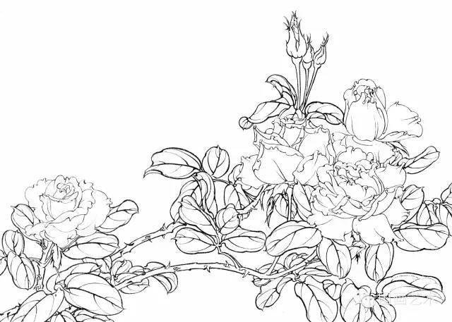 技法月季花的白描写生技法月季花图谱