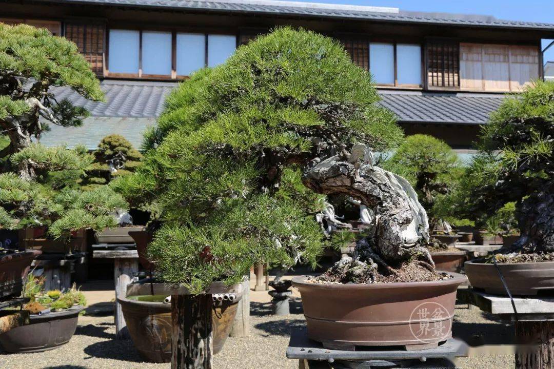 日本最美的盆景園_小林_先生_花園