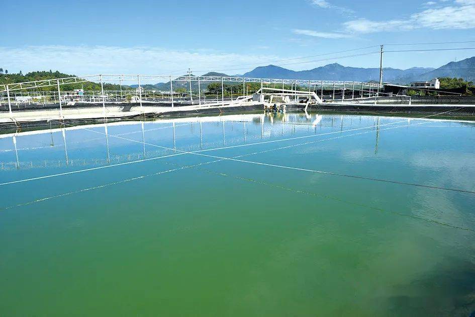 惠州高位池生態養蝦尾水零排放