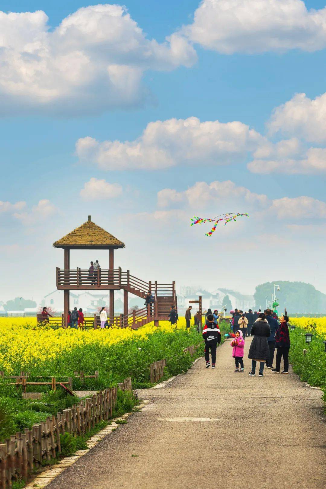 千亩油菜花海,已经进入盛花期相城区望亭镇北太湖旅游风景区春日渐近