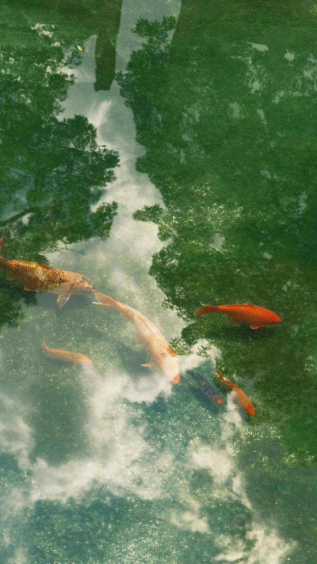 摄影作品欣赏·云影池鱼