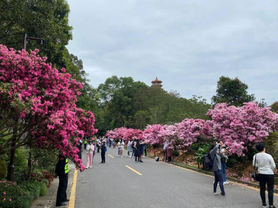 2022深圳花展仙湖植物園開園人文園林特色展園人氣火爆