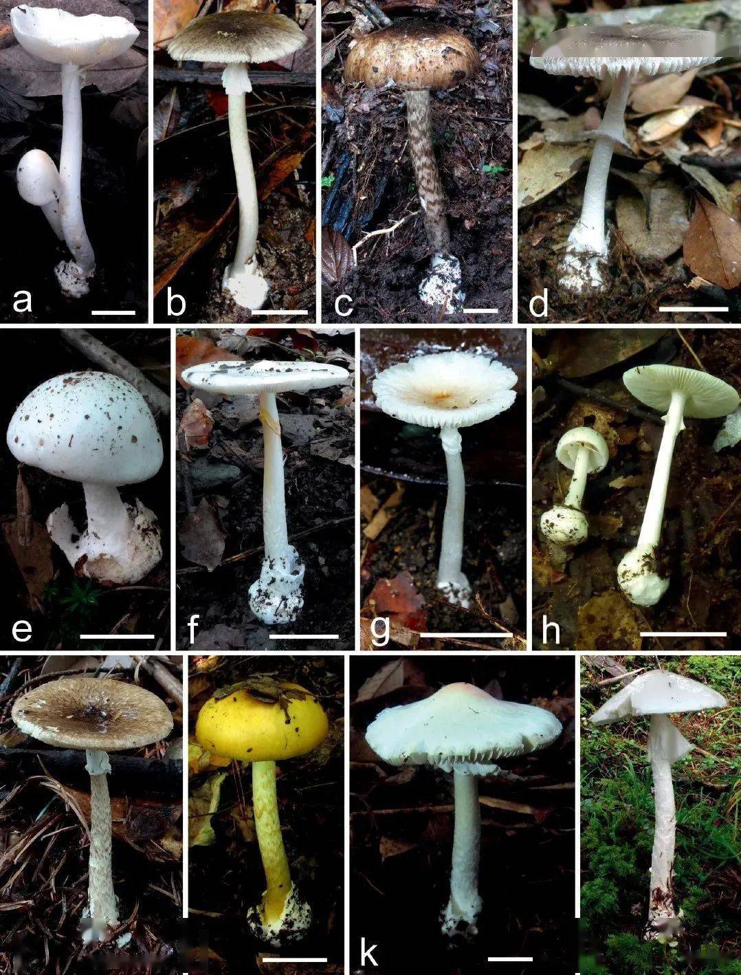 黑色蘑菇的种类图片