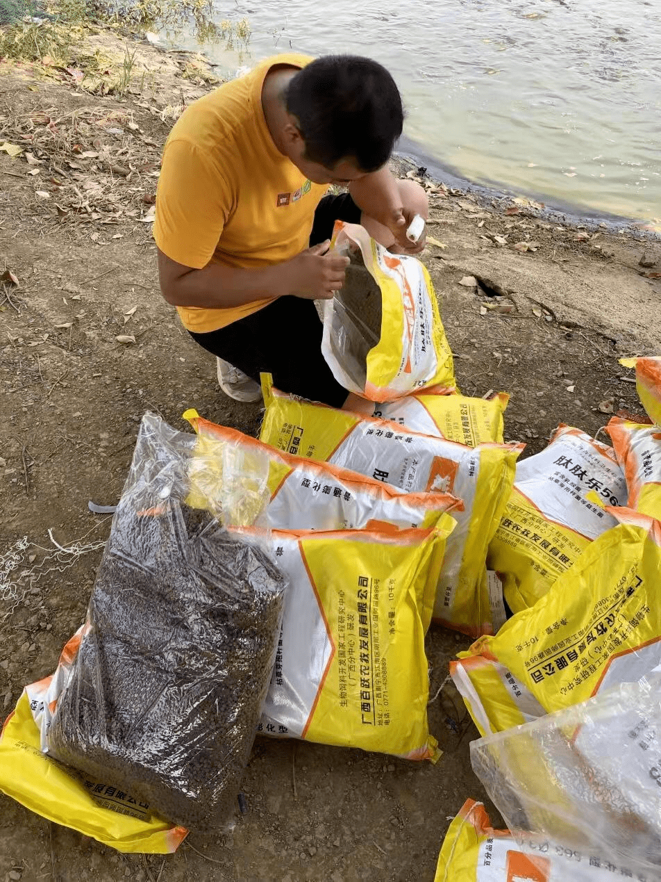 2022年养罗非鱼,多赚1800元/亩的小技巧,速来了解下_罗非丰_饲料_百洋