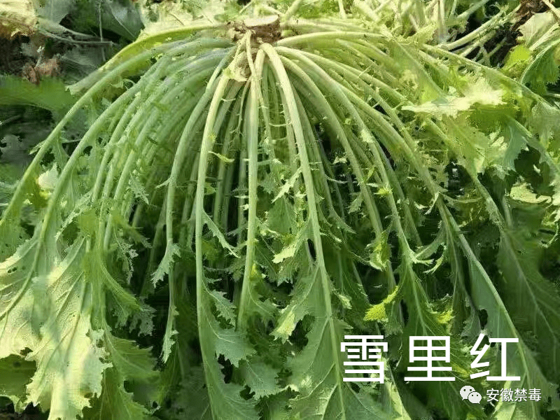 雪里蕻根部图片图片