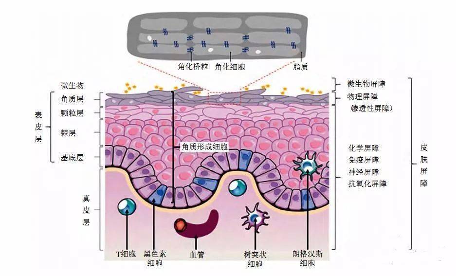 湿疹,银屑病,鱼鳞病,日光性皮炎,激素依赖性皮炎,痤疮,酒糟鼻,脂溢性