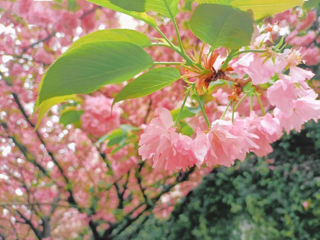 九江学院樱花图片