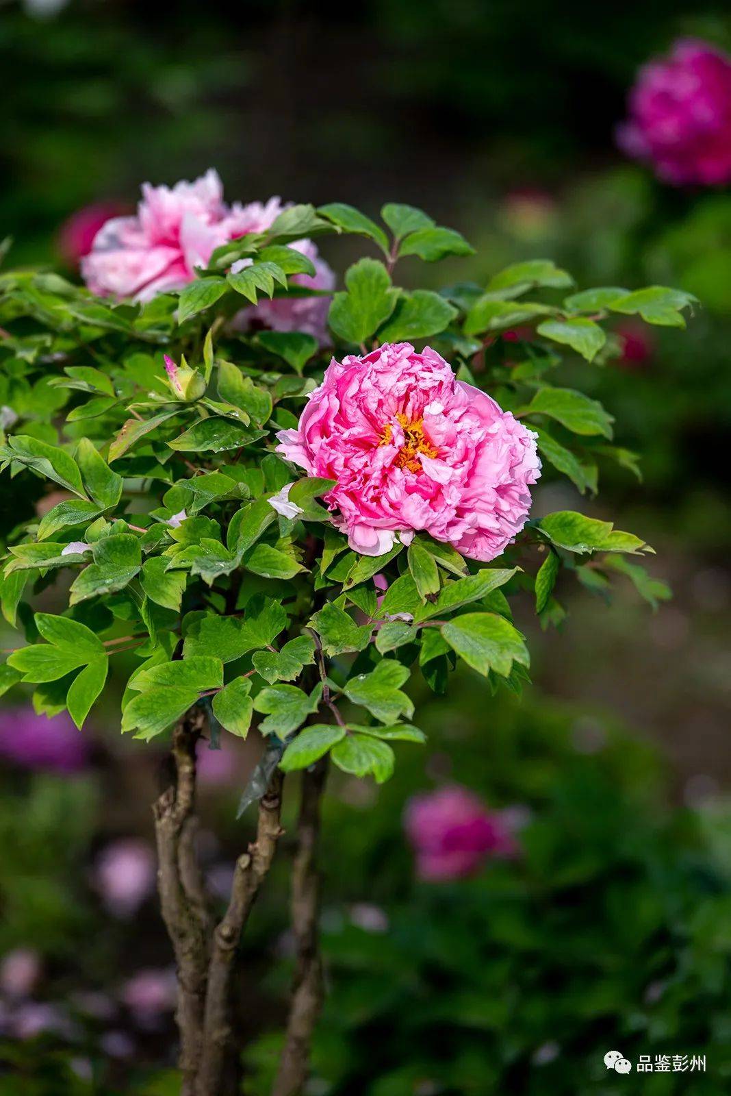 牡丹_彭州_丹景山