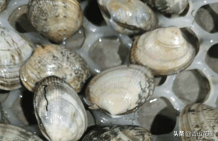 菲律宾蛤仔室内育苗技术探讨