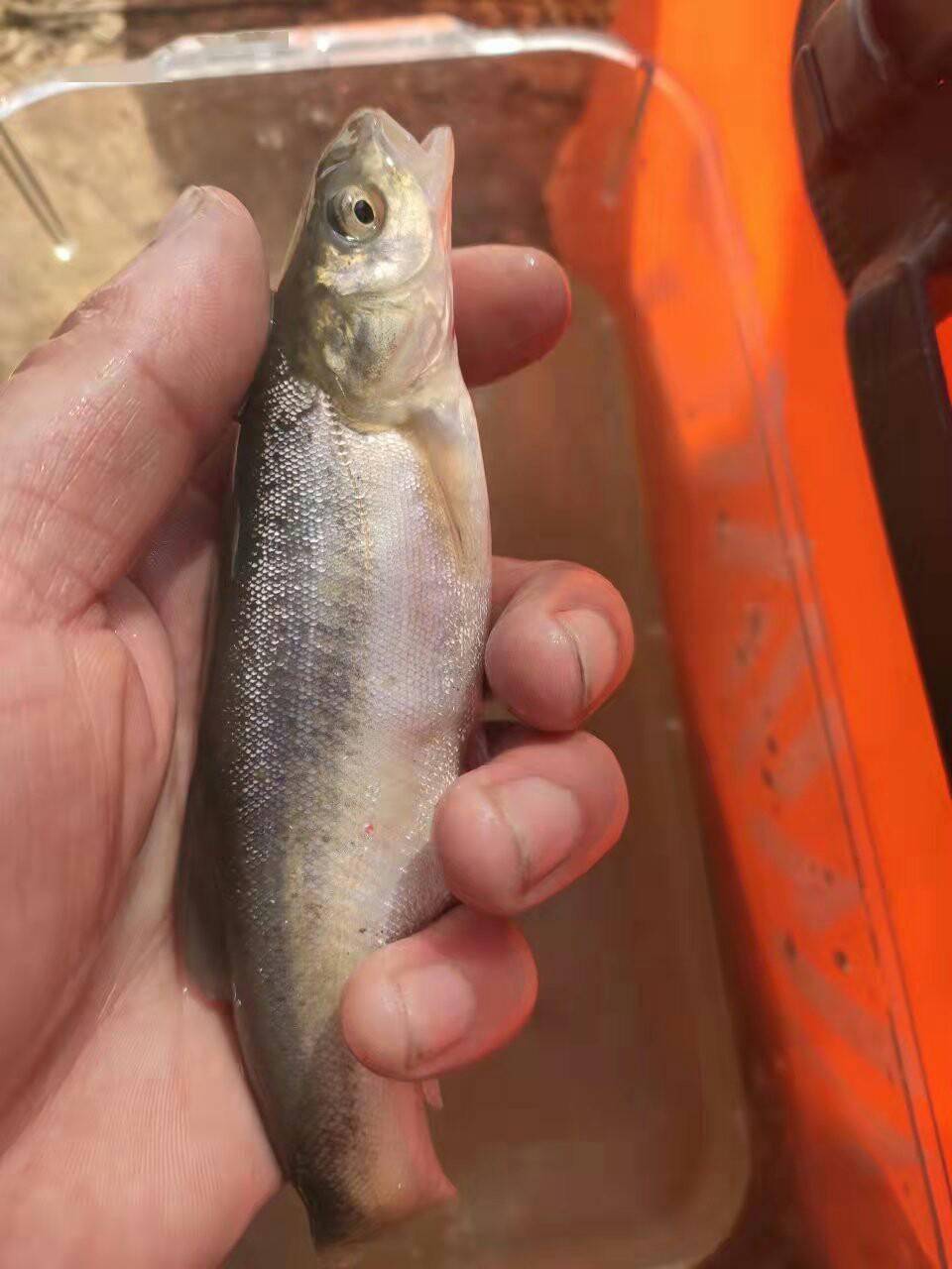 「渔人节」吹牛都能变现实,野钓之首已擒获_鲤鱼_柳根鱼_小牛