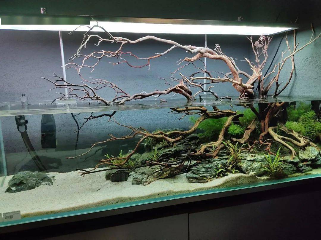 ③②①↓↓↓韩国商这波沉木造景简直不要太帅!