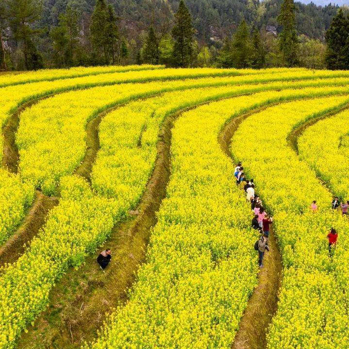 利川又一處油菜花打卡寶地,你去過沒?_長坪_梯田_謀道鎮