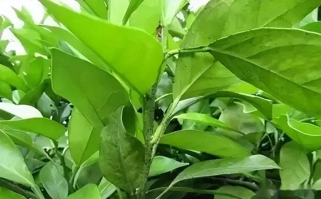 柑橘褐腐病喷什么药防治效果好一点(柑橘褐色蒂腐病)