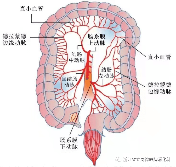 脐周静脉网图片图片