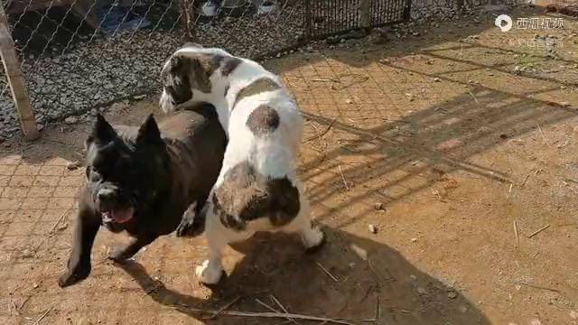 中亚相亲卡斯罗犬比特犬插足猛犬搭配意外不断