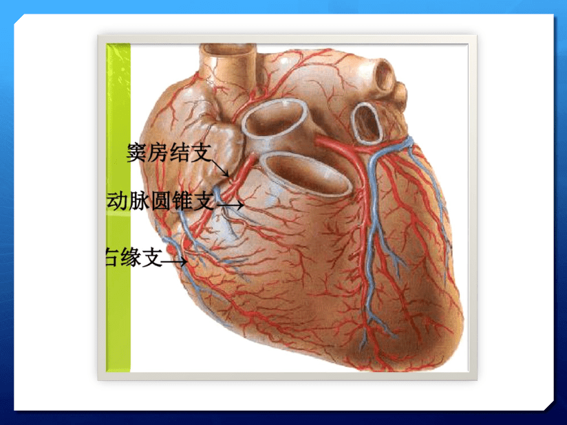 基础知识心脏超声与心肌缺血