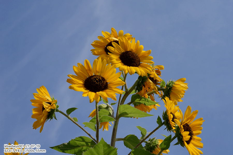 名家名作李娟遥远的向日葵地