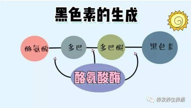 酪氨酸酶活性是导致白发的关键_合成_催化_黑色素