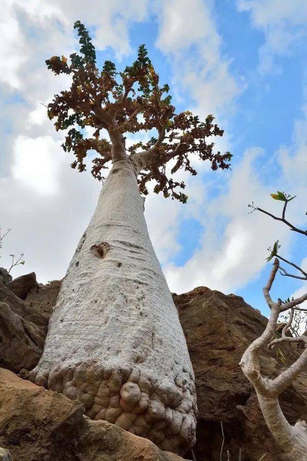 物种日历返魂树之殇dendrosicyossocotranus