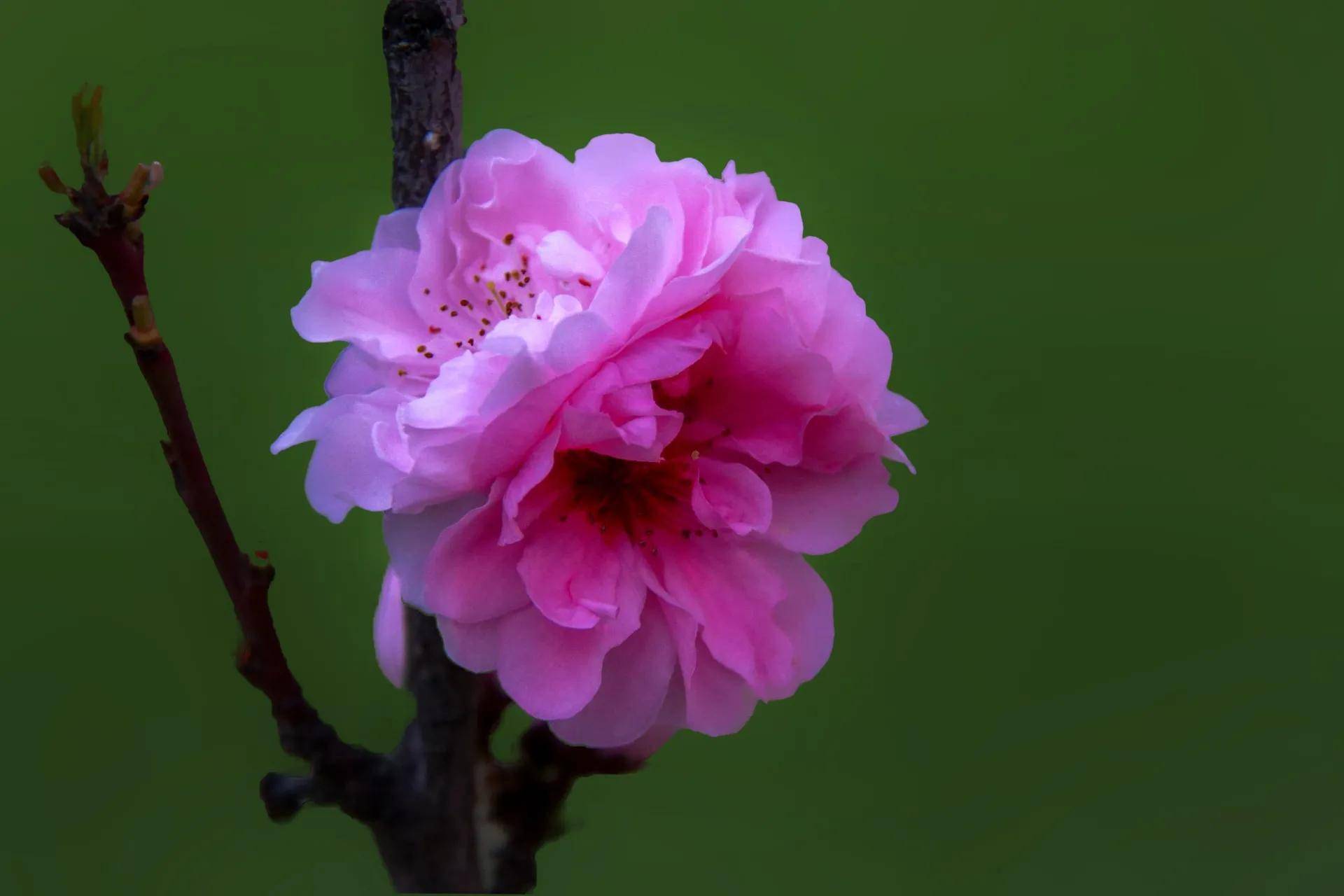 值歲月靜好四月百花開