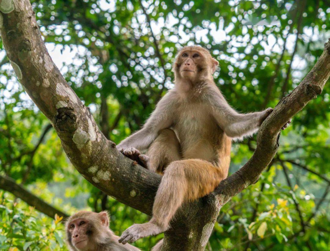 跟着桂平龙潭公园里面的小猴子~一起欣赏大自然~~~_野生动物园_广西
