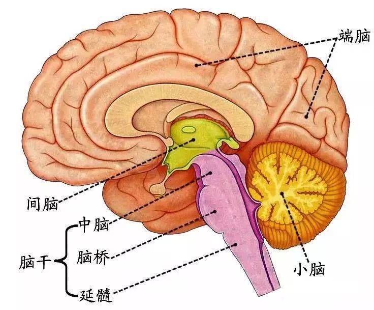 间脑结构图图片