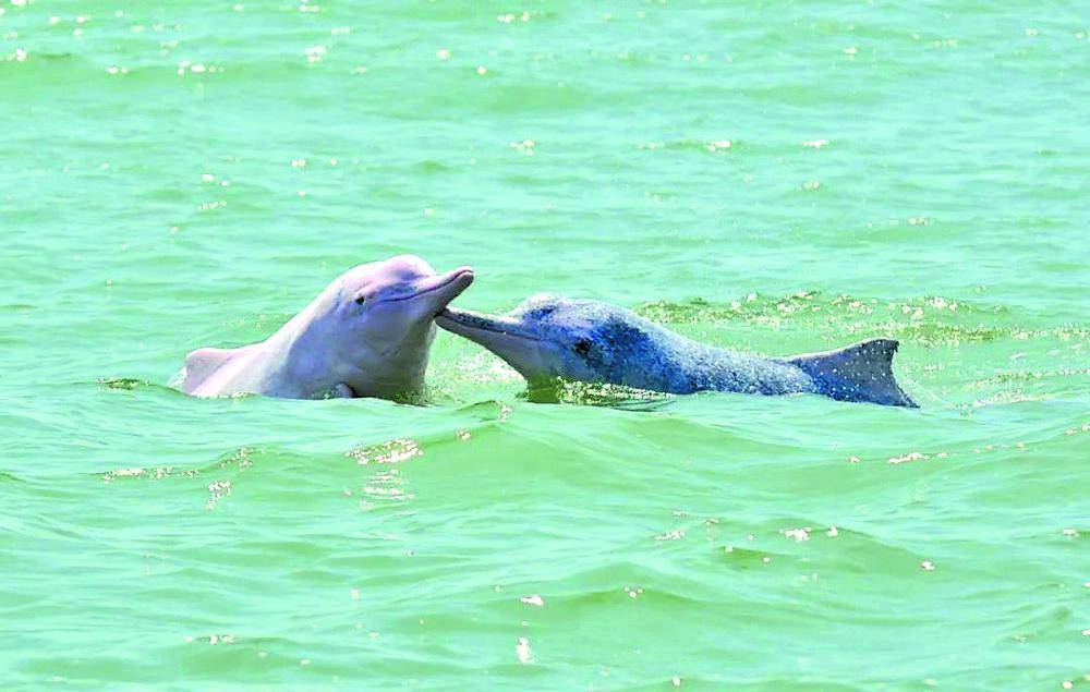 江门:让"海上大熊猫"得到更好呵护_中华白海豚_自然保护区_管理