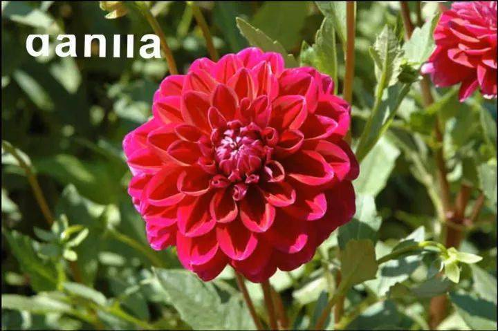 camelia 山茶花4. bougainvillea 三角梅3. apricot blossom 杏花2.