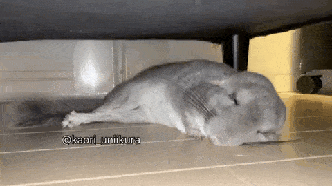 姿势睡觉伸个懒腰,打个哈欠,继续睡今天,就一起来围观龙猫君的睡容与