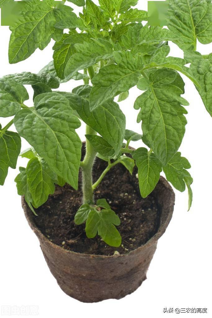 可以到定植栽培樱桃番茄的时候,购买幼苗整地定植就好