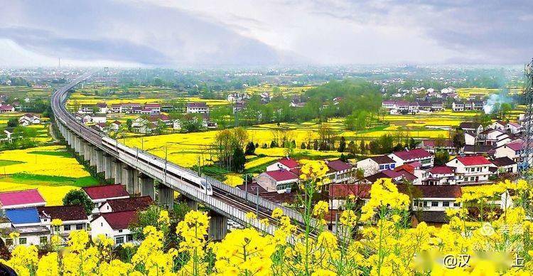 翻越漢中中梁山,去陳村賞油菜花海_旅遊_南鄭_新綠