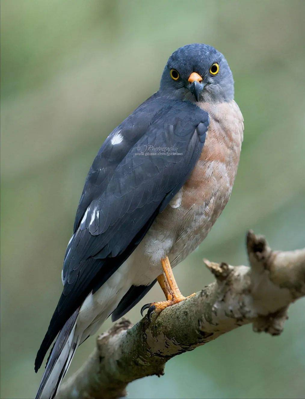 松雀鹰是一种在中国亚热带区域较为常见的林栖小型鹰类,松雀鹰体小