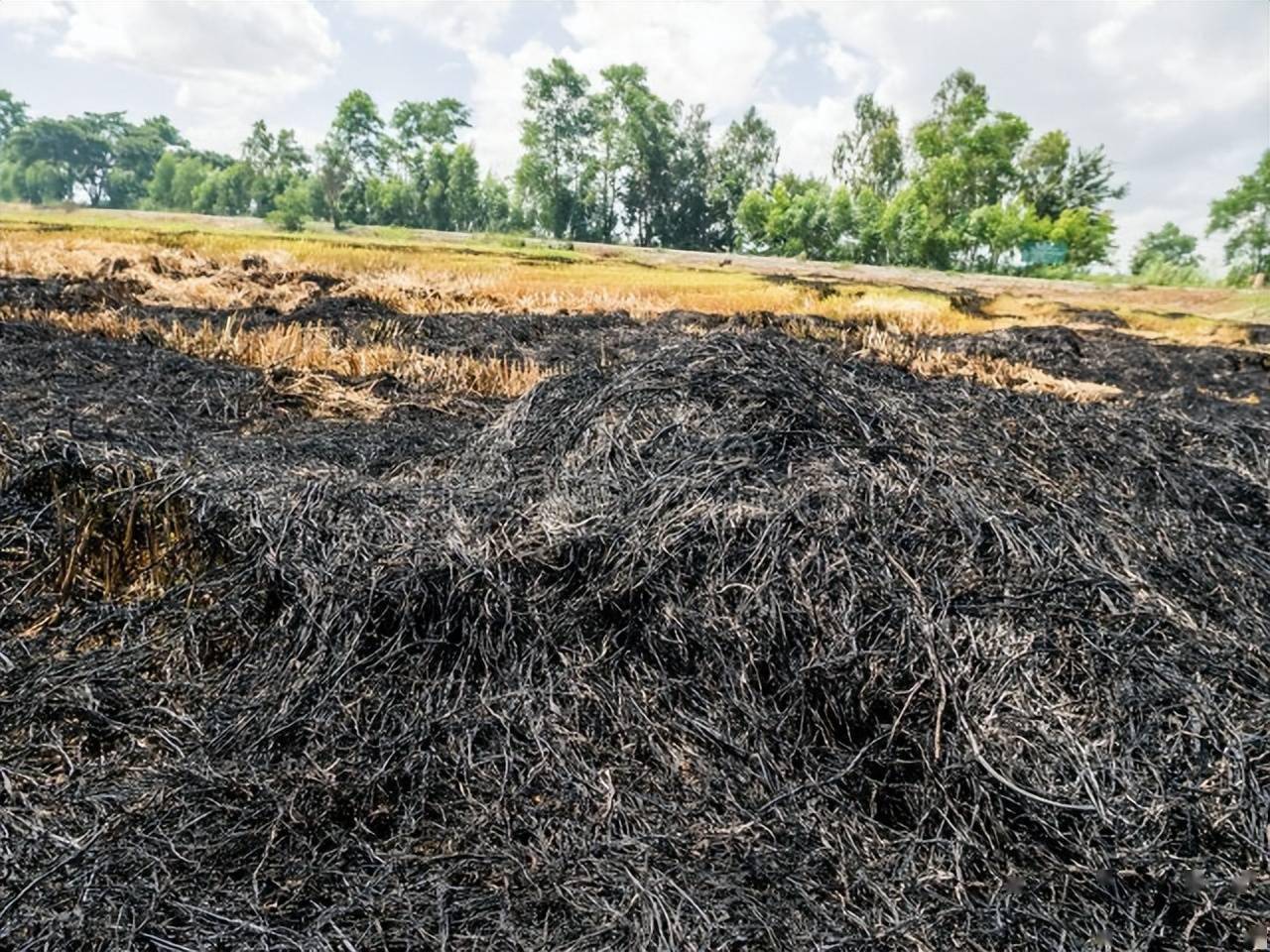 草木灰在农村有9大妙用都是来源于生活经验真管用