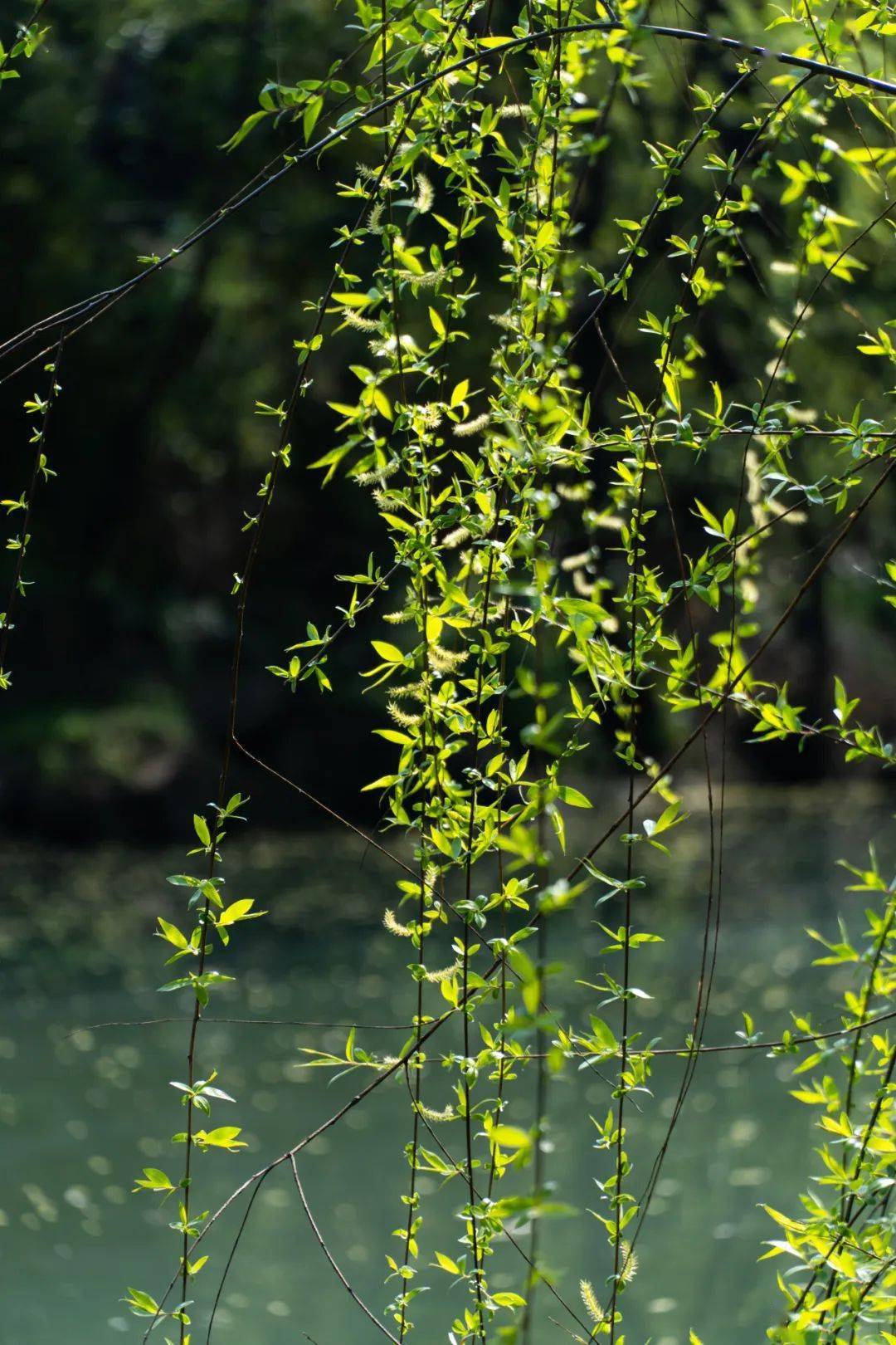 罗隐_柳树望_柳絮