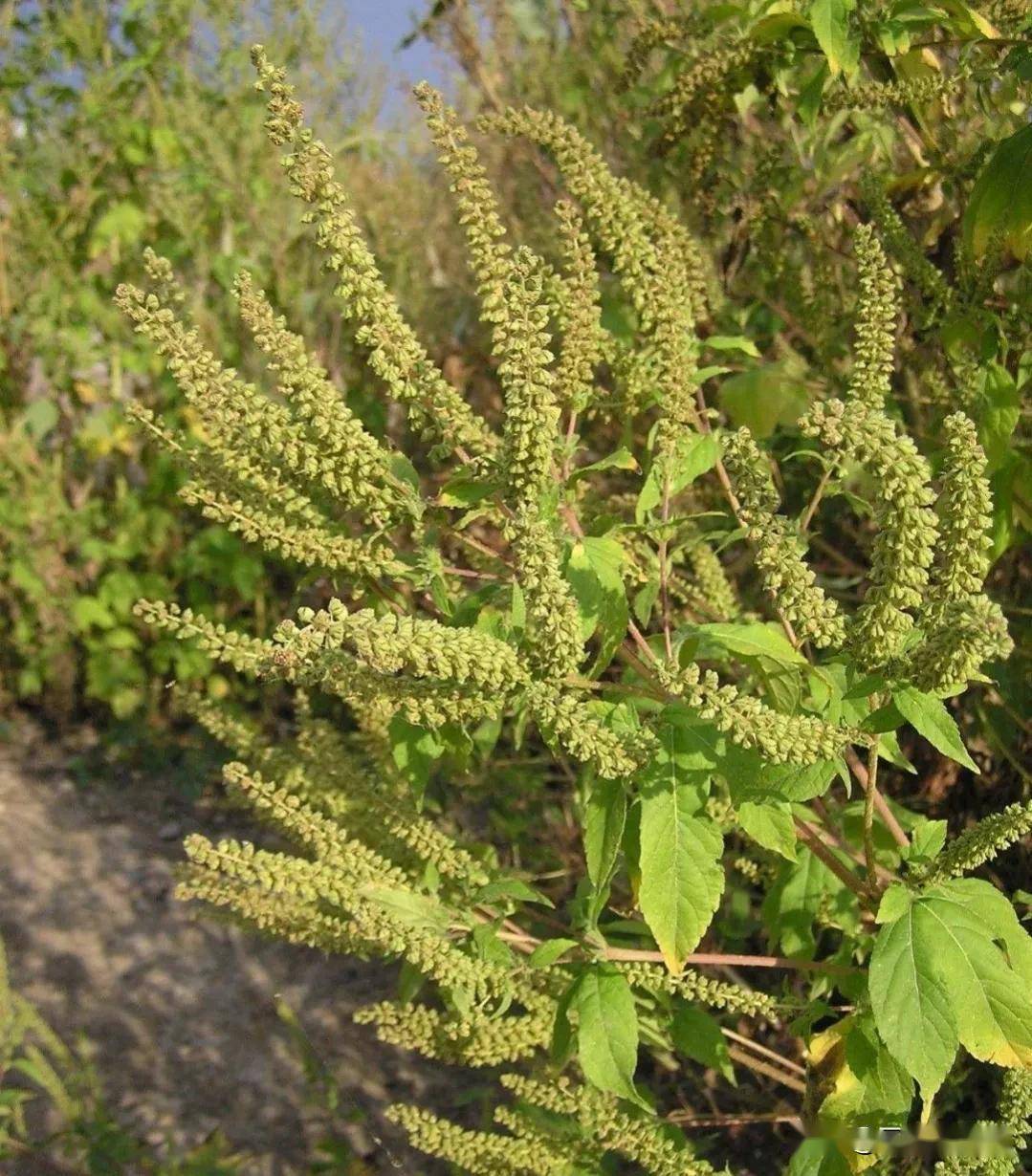 四,豚草豚草属于外来物种,潜在危害相当严重,尤其是在粗放型农业耕作